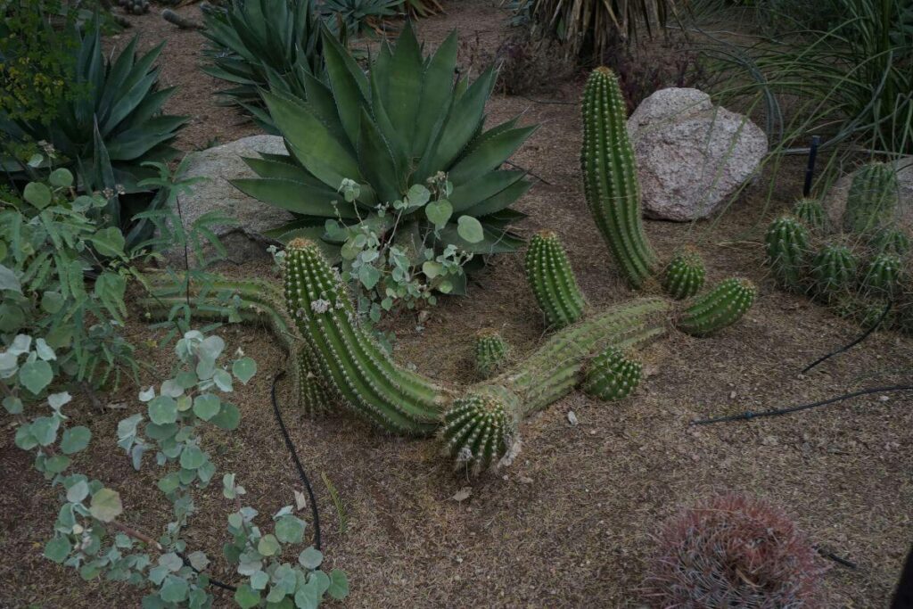 snake may be hide under grass