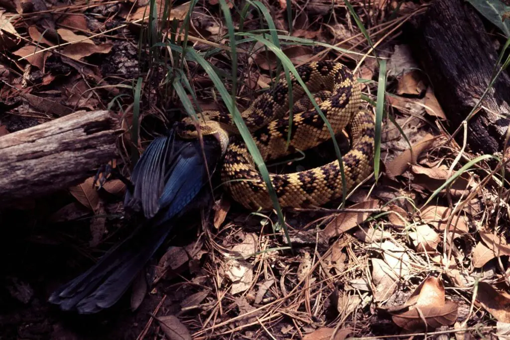snake repellent arizona backyard