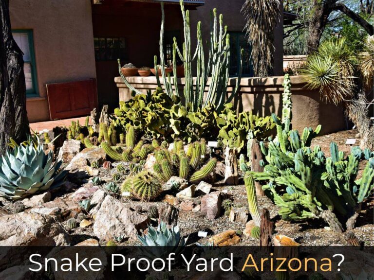 Snake Proof Yard Arizona desert home landscaping