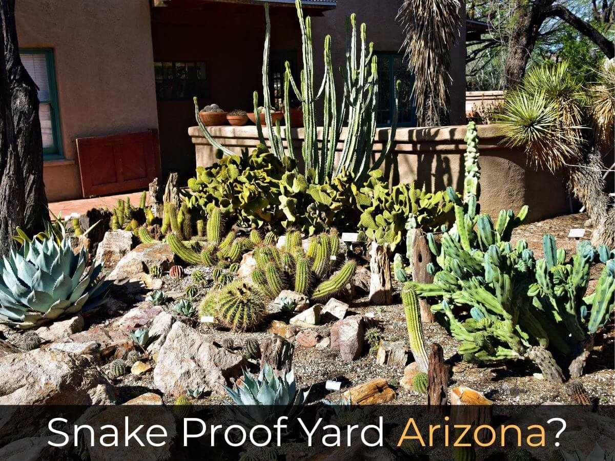Snake Proof Yard Arizona desert home landscaping