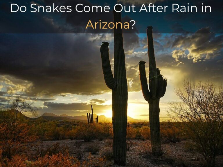 snakes after rain Arizona