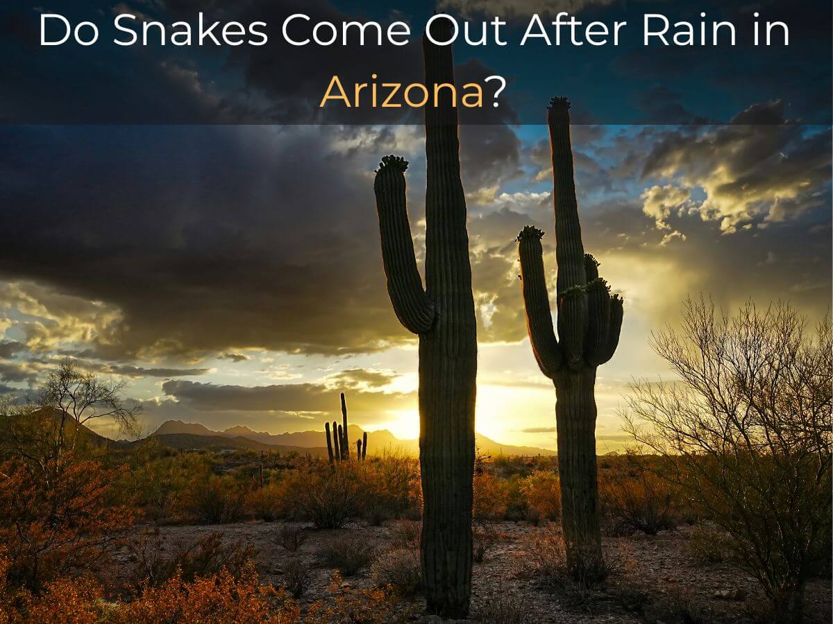 snakes after rain Arizona