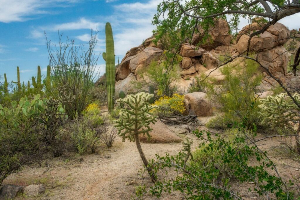 Desert backyard in Arizona showing snake hiding spots