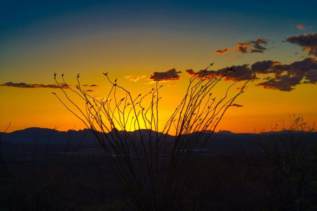 rattlesnakes at night Arizona