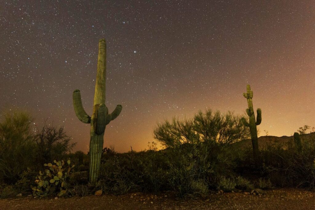 sunset at arizona may rattlesnake come out cactus habitat