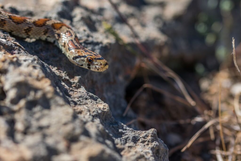 Common Backyard Snakes in Arizona can attack snake if not maintained
