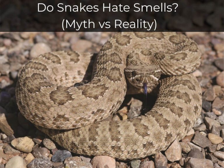 what smells do snakes hate in Arizona