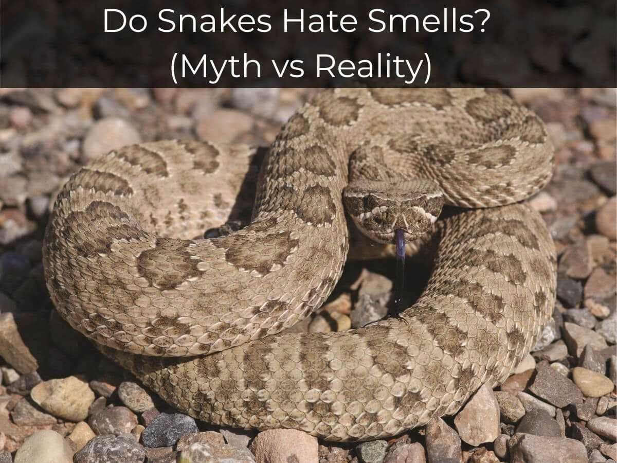 what smells do snakes hate in Arizona