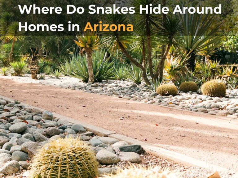 Typical backyard landscaping in Arizona where snakes may hide among rocks, bushes, and shaded areas.