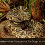Are Rattlesnakes Dangerous for Dogs in Arizona