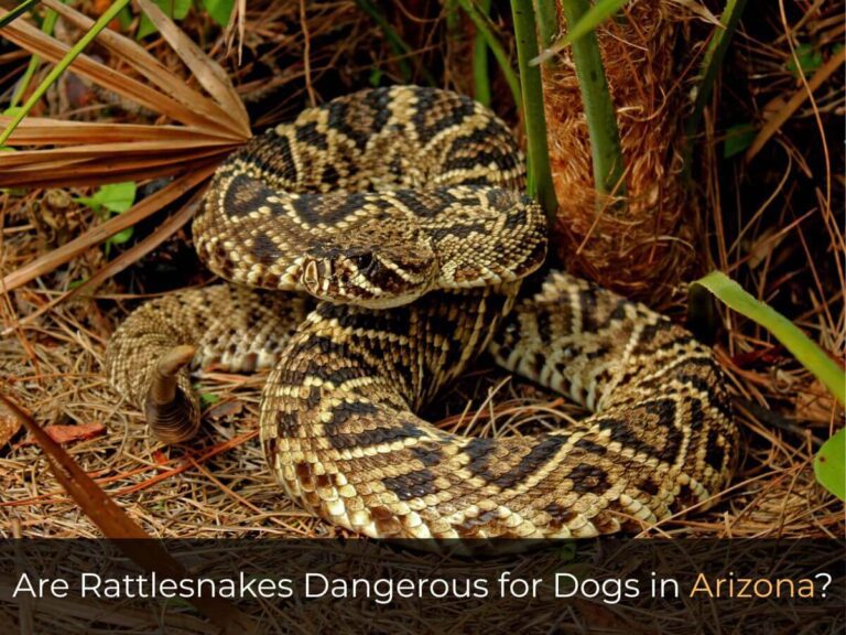 Are Rattlesnakes Dangerous for Dogs in Arizona