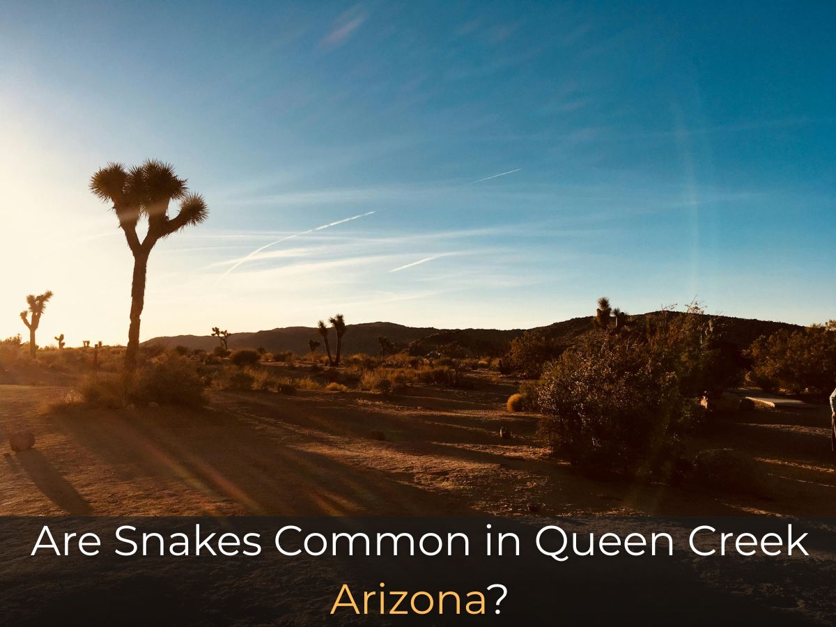 Are Snakes Common in Queen Creek Arizona?