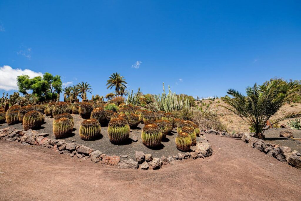 Back to My Yard in Arizona cactus habitat