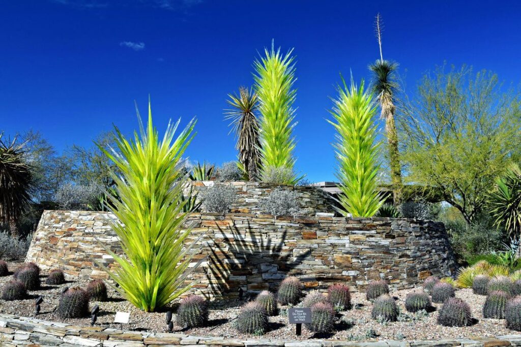 Back to My Yard in Arizona cactus habitat