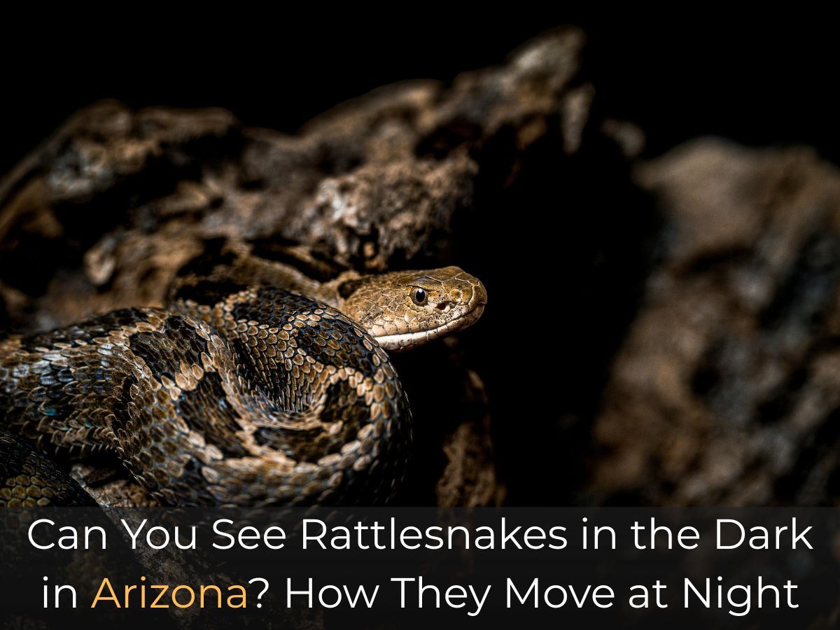 Can You See Rattlesnakes in the Dark in Arizona