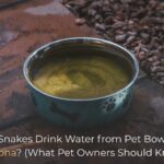Do Snakes Drink Water from Pet Bowls in Arizona