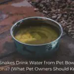 Do Snakes Drink Water from Pet Bowls in Arizona