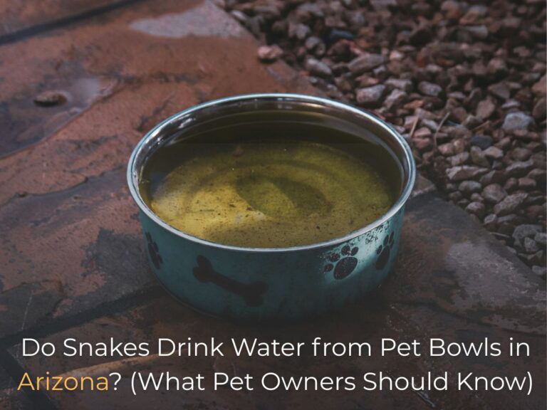 Do Snakes Drink Water from Pet Bowls in Arizona
