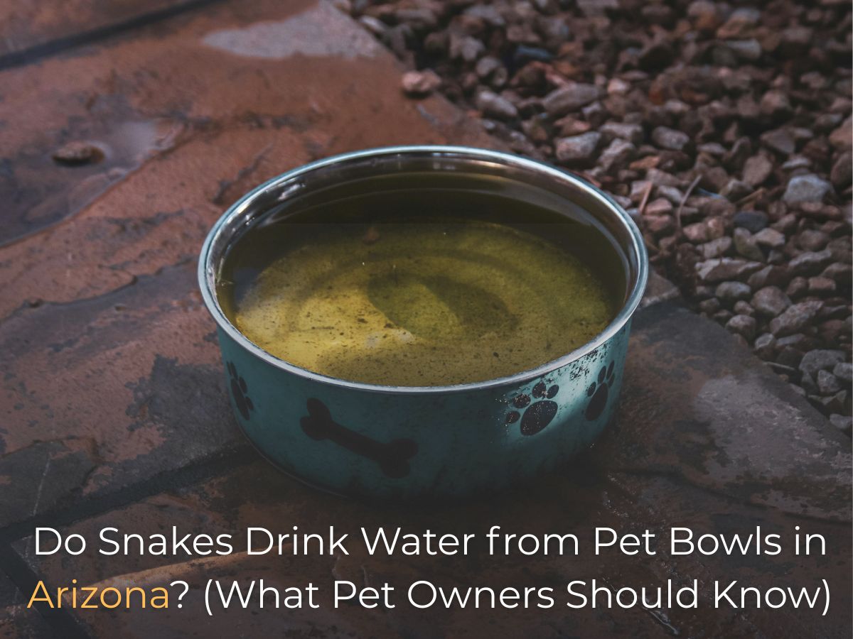Do Snakes Drink Water from Pet Bowls in Arizona
