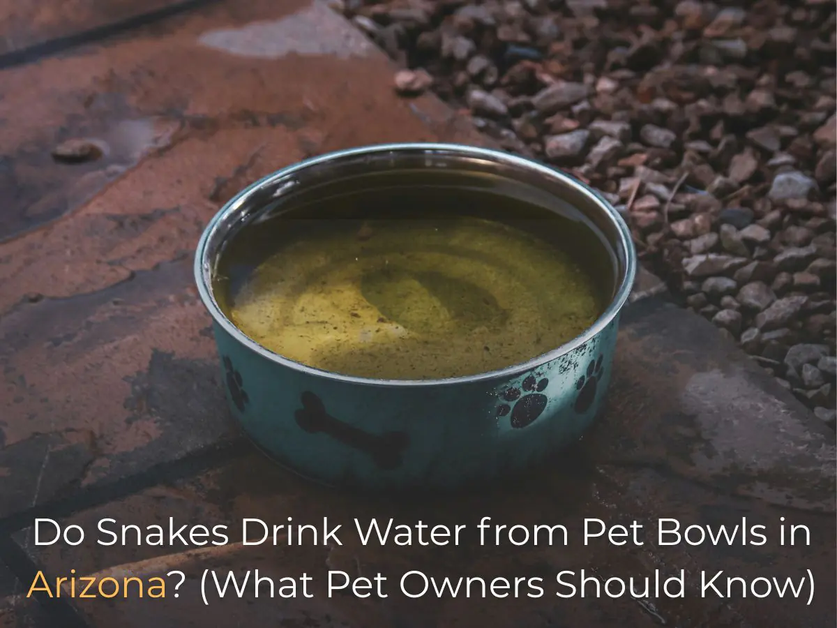 Do Snakes Drink Water from Pet Bowls in Arizona