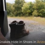 Do Snakes Hide in Shoes in Arizona
