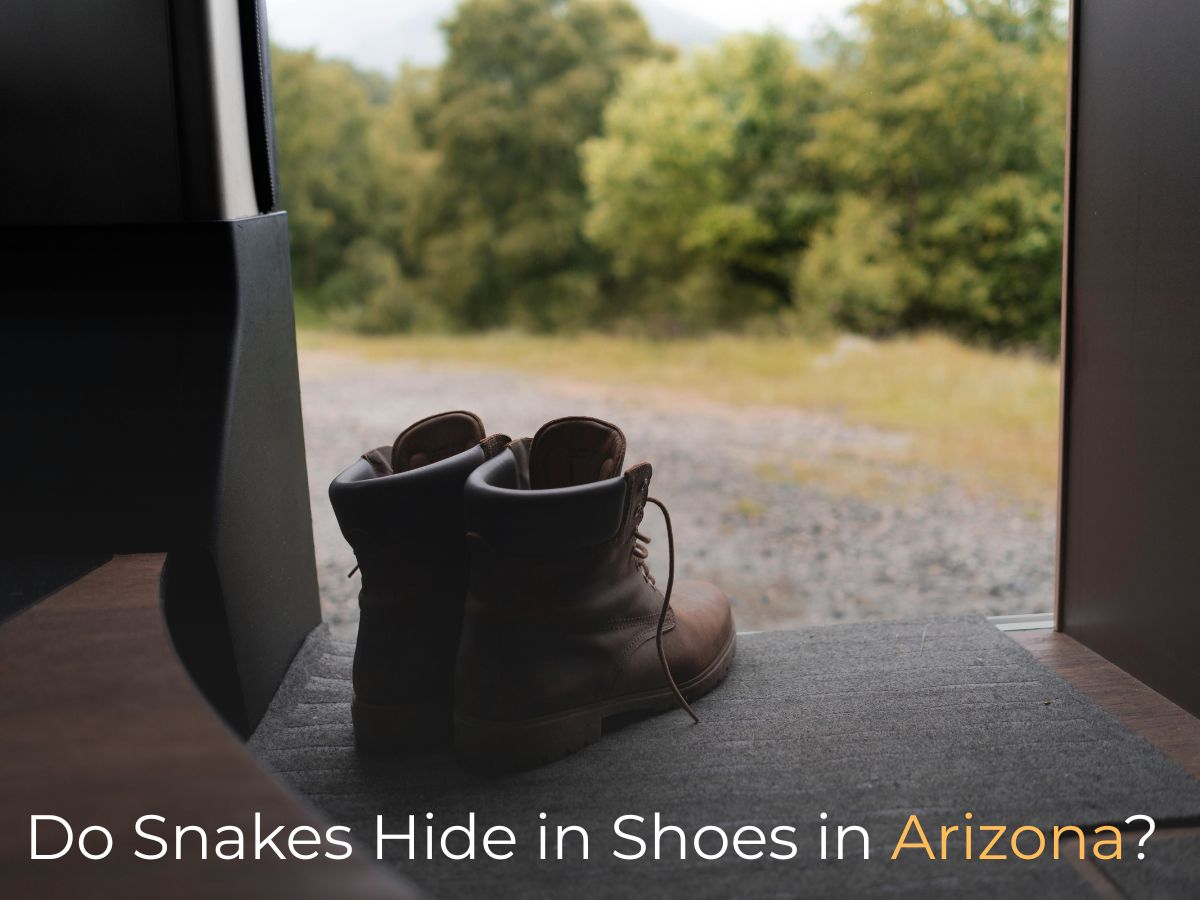 Do Snakes Hide in Shoes in Arizona
