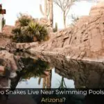 Do Snakes Live Near Swimming Pools in Arizona