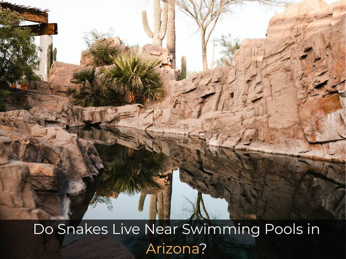 Do Snakes Live Near Swimming Pools in Arizona