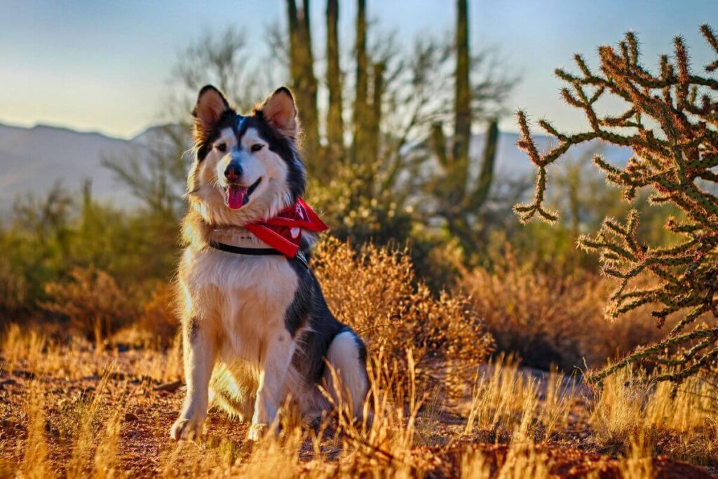 dog at arizona in cactus and grass natural habitat