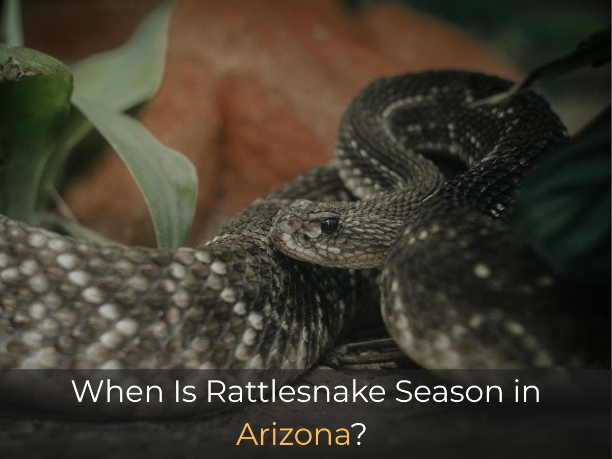 Rattlesnake Season in Arizona