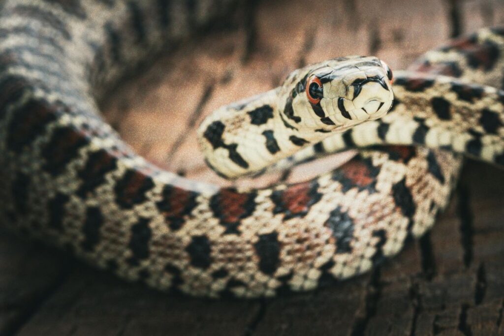Rattlesnakes Become Harder to See at Night