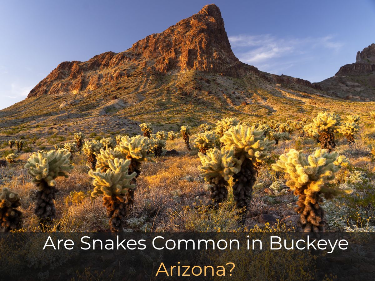 Snakes Common in Buckeye Arizona