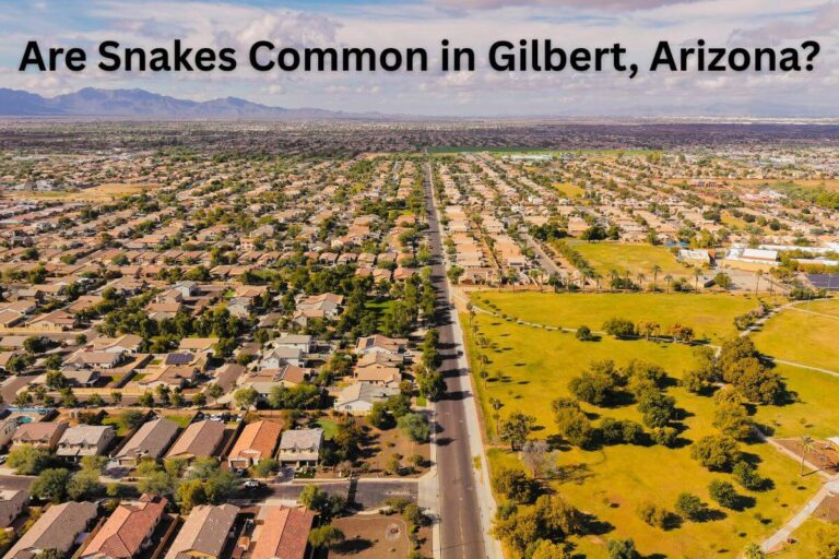 Snakes Common in Gilbert Arizona