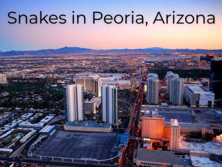 Snakes in Peoria Arizona