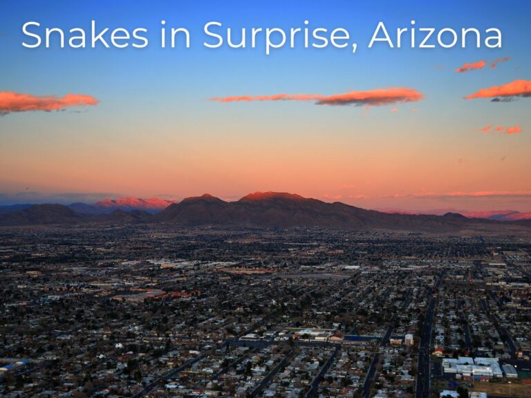 snakes in surprise arizona