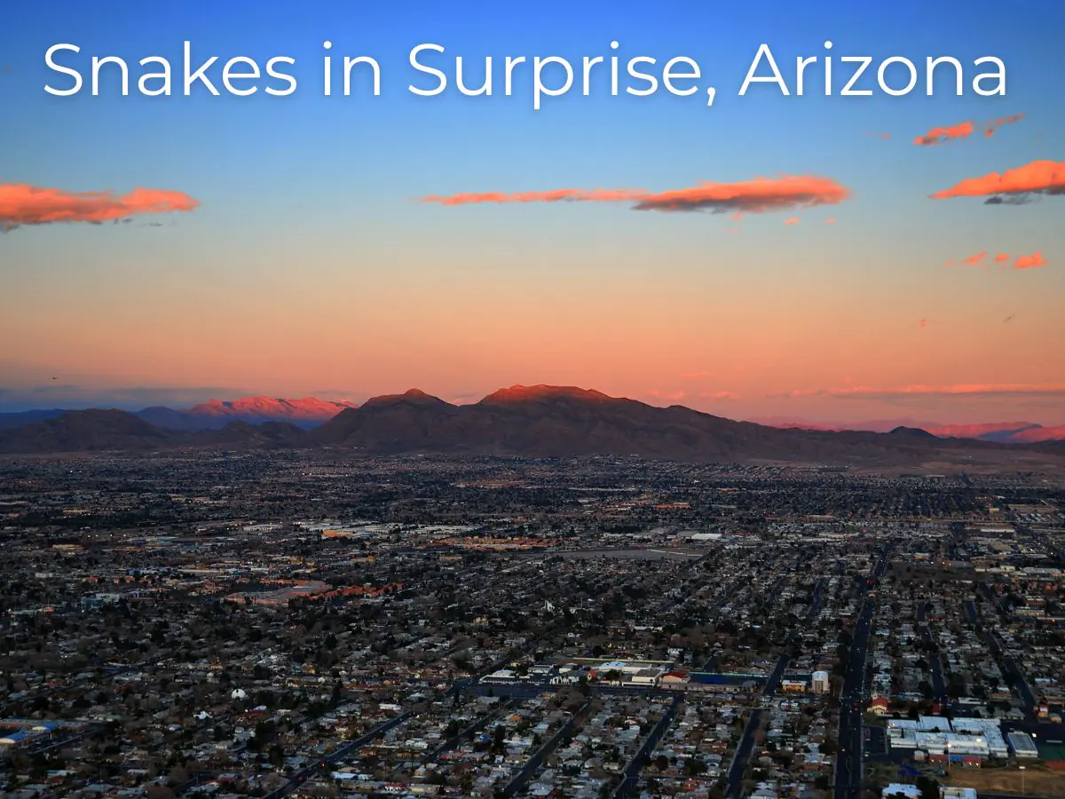 snakes in surprise arizona