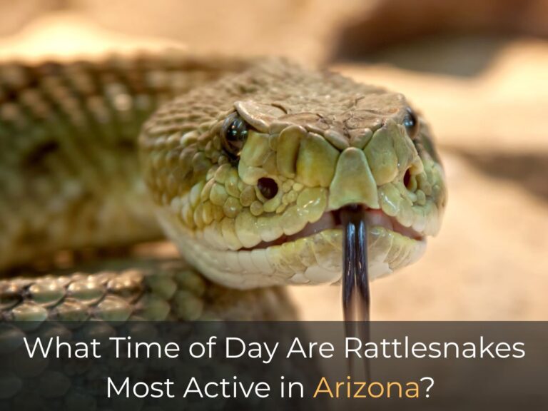 What Time of Day Are Rattlesnakes Most Active in Arizona