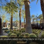 Why do snakes keep coming back to my yard in Arizona