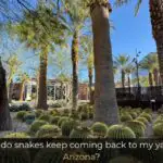 Why do snakes keep coming back to my yard in Arizona