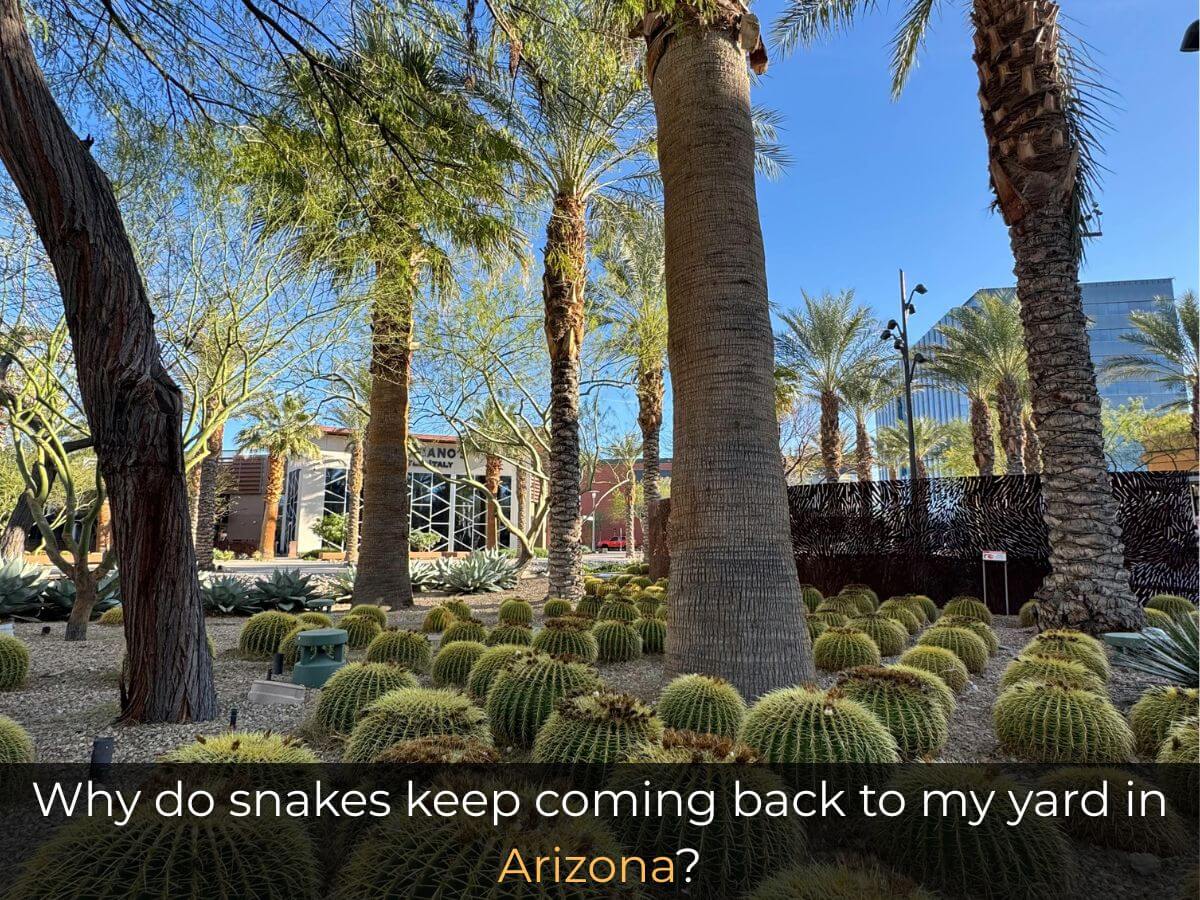 Why do snakes keep coming back to my yard in Arizona