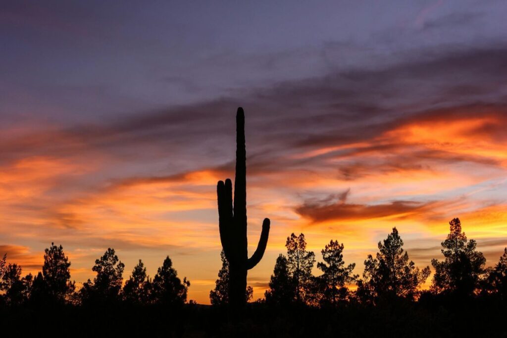 Rattlesnakes Become Harder to See at Night