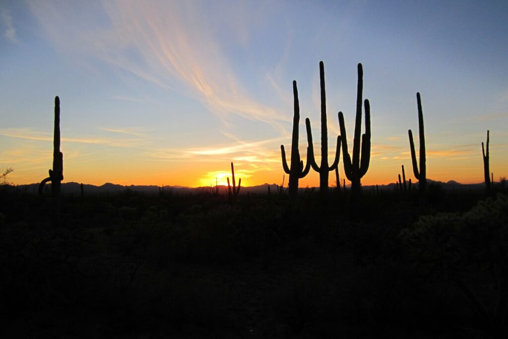 arizona-sunset-cacti-desert