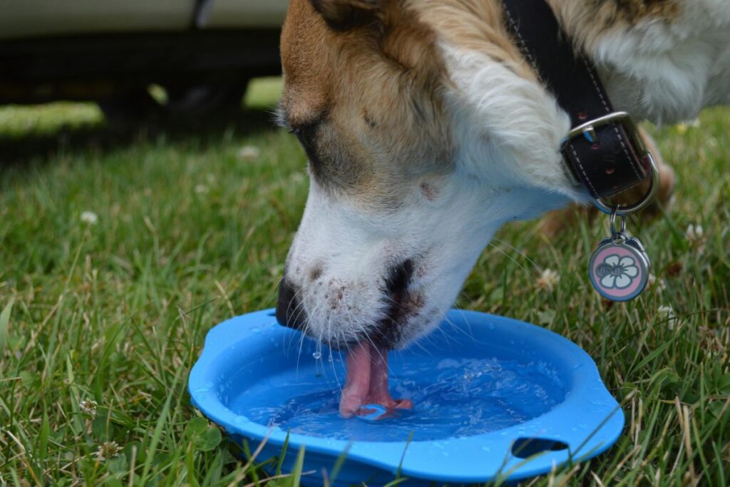 dog drink water on bowl arizona