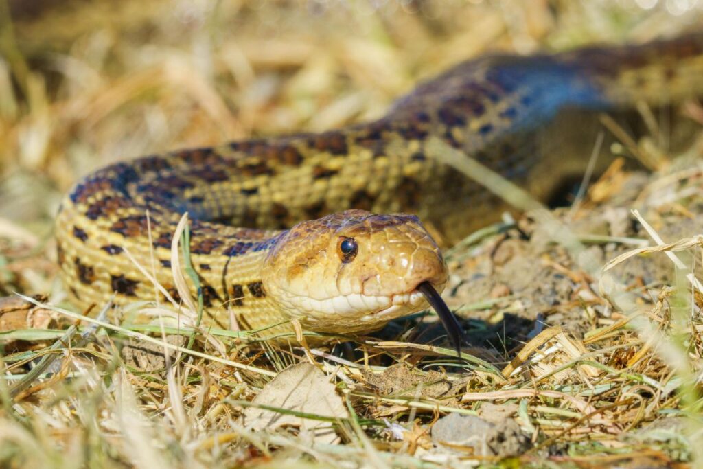 gopher snake arizona on grass