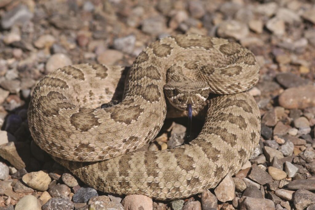 rattle snake with warning position