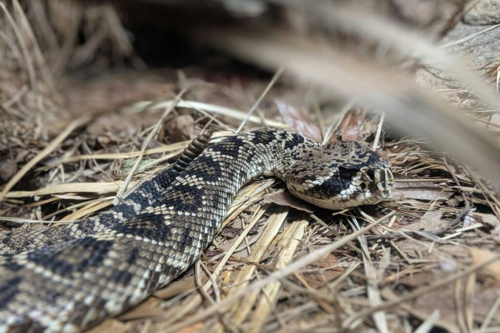 rattlesnake arizona