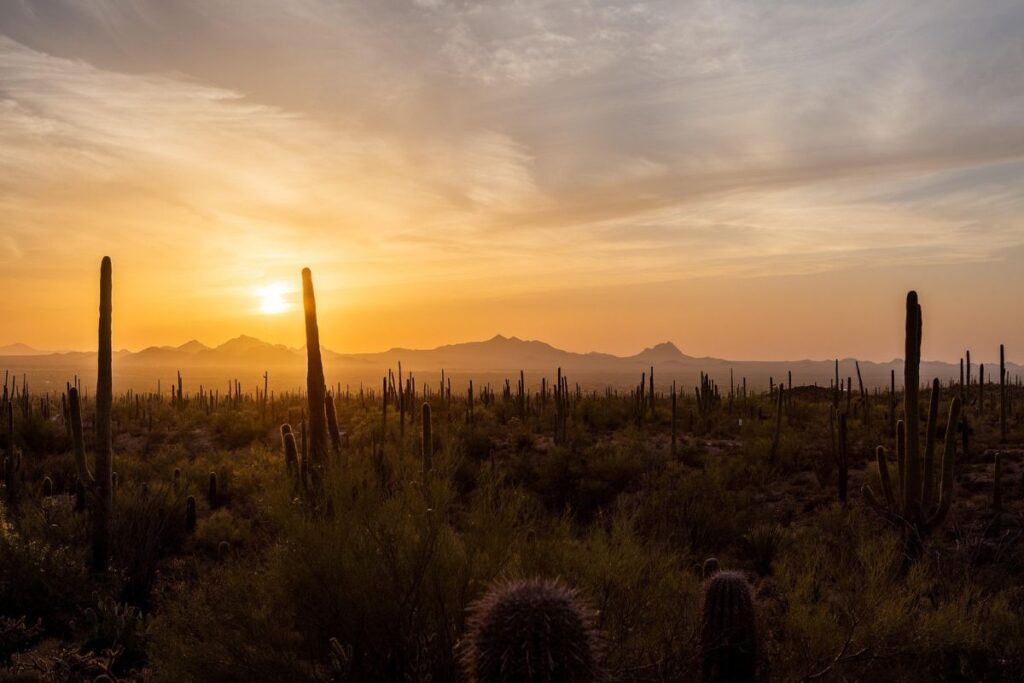 sunset-desert-cacti-plants-arizona