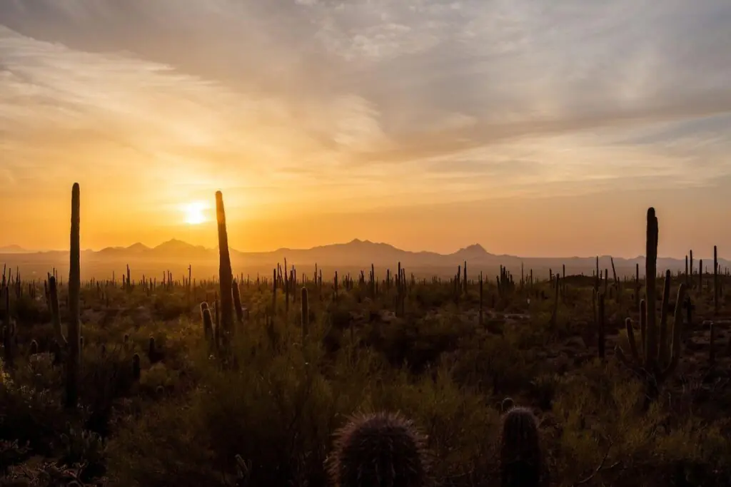 sunset-desert-cacti-plants-arizona
