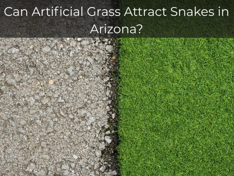 Can Artificial Grass Attract Snakes in Arizona