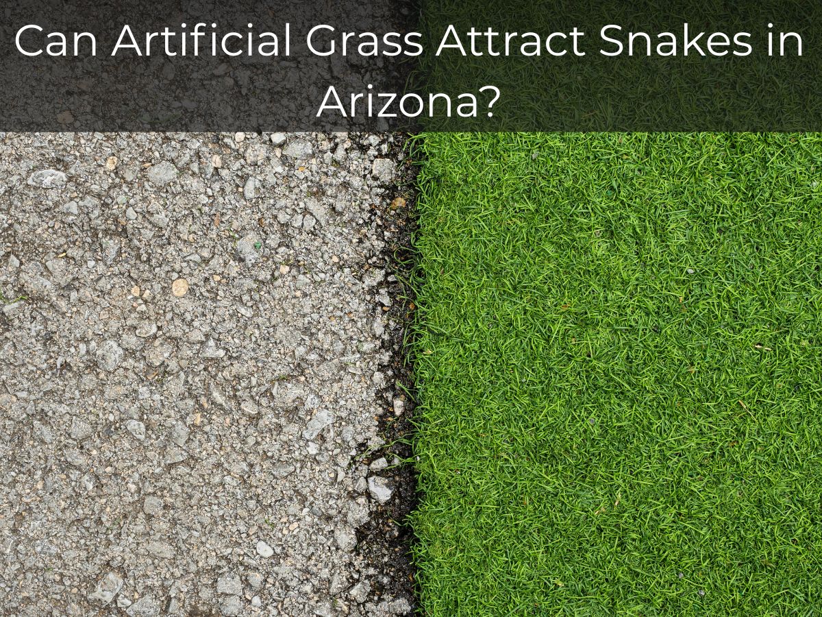 Can Artificial Grass Attract Snakes in Arizona